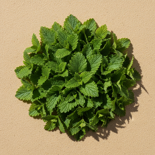 Lemon Balm